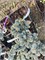 Picea pungens JM-30 4125 - фото 17376