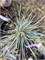 Pinus pence Pacific Blue 4128 - фото 17381