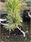 Pinus sibirica Plantatsona 4132 - фото 17385