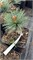 Сосна гибкая Лил Вулф (Pinus flexilis Lil Wolf) 4023 - фото 17435