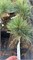 Pinus strobus Blue Maltese 4166 - фото 17439