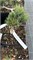 Pinus koraiensis Blue Ball 4171 - фото 17444