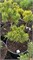 Pinus mugo Golden Nugget 4192 - фото 17478