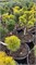 Pinus mugo Helmers Gold 4193 - фото 17479