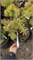 Pinus sylvestris Trollguld 4204 - фото 17492