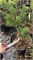 Pinus banksiana Bush Twister 4206 - фото 17494
