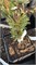 Pinus aristata Joes Bess 4229 - фото 17521