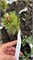 Pinus aristata Aurea Vanc 4237 - фото 17529