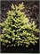 Picea pungens Margarita 4243 - фото 17534