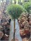 Pinus nigra Marie Bregeon 4269 - фото 17562