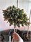 Picea abies Hanus 4278 - фото 17607