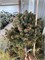 Picea abies Smetana 4282 - фото 17617