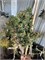 Picea abies Slovensko 4283 - фото 17618