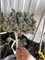 Picea Mariana By Accident 4279 - фото 17619