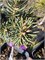 Picea schrenkiana Almaty 4286 - фото 17627