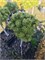 Pinus mugo 970 Peugeot 4288 - фото 17630