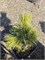 Pinus strobus Minch 4289 - фото 17631