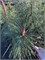 Pinus ponderosa Penaz 4275 - фото 17634