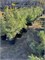 Сосна корейская Джек Корбит (Pinus koraiensis Jack Corbit) 3914 - фото 17637