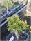 Pinus mugo 879 Jezerni Slat 4294 - фото 17640