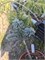 Abies procera Blue Wonder 4295 - фото 17642