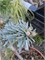 Abies procera Blue Wonder 4295 - фото 17643