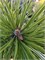 Pinus mugo Albovariegata 4296 - фото 17645