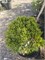 Pinus mugo Grune Welle 4297 - фото 17646