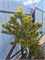 Pinus mugo Carsten 4299 - фото 17648