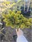 Picea abies Hajny 4300 - фото 17649