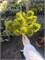 Pinus mugo Mops 4301 - фото 17650
