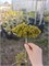 Picea abies Bary Mazayta 4302 - фото 17651