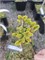 Picea abies Dolomiten 4303 - фото 17652