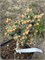 Picea pungens JM-30 4125 - фото 17698