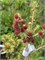 Ель обыкновенная Пунахилкка (Picea abies Punahilkka) 3778 - фото 17699