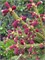 Ель обыкновенная Рыдал (Picea abies 'Rydal') 3751 - фото 17700