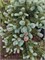 Ель колючая Герман Нау  (Picea pungens Hermann Naue) 3616 - фото 17749