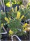 Сосна горная Фрости (Pinus mugo 'Frosty') 3840 - фото 17805