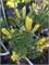 Сосна горная Фрости (Pinus mugo 'Frosty') 3840 - фото 17806