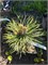 Pinus nigra ZOO Liberec 4147 - фото 17821