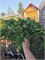 Juniperus conferta Sunflower 4267 - фото 17823