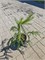 Picea abies Emerald Waterfalls 4306 - фото 17880