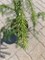 Picea abies Emerald Waterfalls 4306 - фото 17881