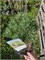 Сосна обыкновенная Чантри Блю (Pinus sylvestris Chantry Blue) 3767 - фото 17884