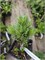 Pinus aristata Relling Rock 4308 - фото 17894