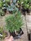 Pinus sylvestris Troll 4043 - фото 17898