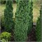 Thuja occidentalis Brobecks Tower 4320 - фото 17902