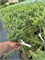 Picea glauca Little Globe 4327 - фото 17909