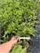 Picea abies Irena 4328 - фото 17912