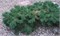 Pinus sylvestris Hillside Creeper 4338 - фото 17922